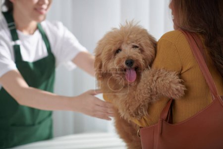 Foto de Adorable perro pequeño que sobresale de la lengua y mira a la cámara cuando el propietario le da a la enfermera veterinaria de la clínica de animales - Imagen libre de derechos