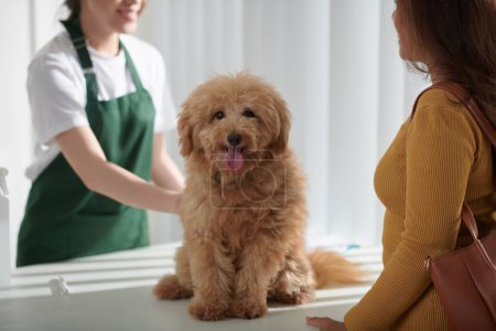 Foto de Pequeño perro esponjoso sentado en la mesa en la clínica veterinaria, sacando la lengua y mirando a la cámara - Imagen libre de derechos