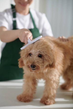 Téléchargez les photos : Groomer brossage petit chien pour enlever l'excès de poils de chien manteau - en image libre de droit