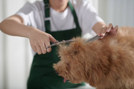 Téléchargez les photos : Brossage professionnel femme toiletteur et manteau de coupe de petit chien - en image libre de droit