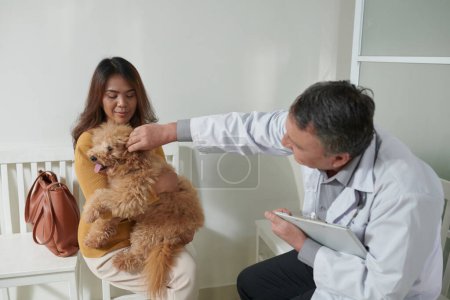 Foto de Veterinario tratando de comprobar las orejas de pequeño perro esponjoso sentado en vueltas de propietario femenino - Imagen libre de derechos