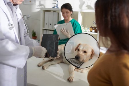 Foto de Veterinario que muestra la imagen de rayos X de perros caja torácica en la pantalla del ordenador comprimido al propietario - Imagen libre de derechos