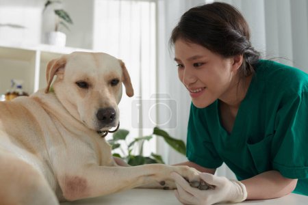 Foto de Enfermera veterinaria sonriente jugando con perro labrador retriever acostado en la mesa médica - Imagen libre de derechos