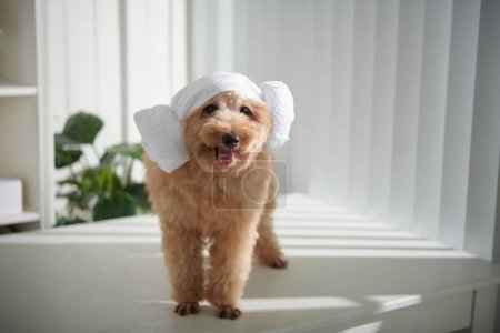Téléchargez les photos : Petit chien mignon moelleux drôle avec une serviette de tête d'agneau coréen qui sort la langue et regarde la caméra - en image libre de droit