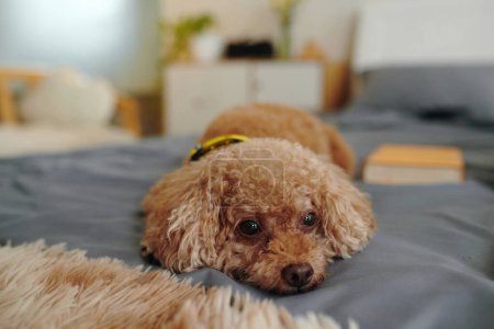 Photo for Sleepy little dog lying on bed - Royalty Free Image