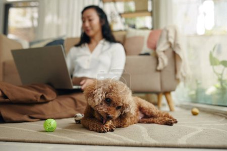 Photo for Small dog crunching treat, when owner working on laptop in background - Royalty Free Image
