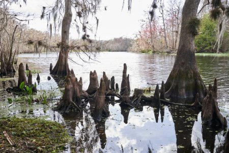 Téléchargez les photos : Genoux de cyprès émergeant de l'eau dans un marais de Floride - en image libre de droit