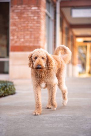 Obedient Goldendoodle Dog walking near shops in the city plaza. Obedient dog shopping with owner.