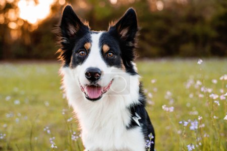 Border Collie genießt ein Feld mit lila Blüten, Porträt eines dressierten Hundes