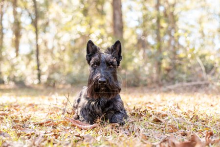 Photo for Scottish Terrier Purebred dog at a fall landscape - Royalty Free Image