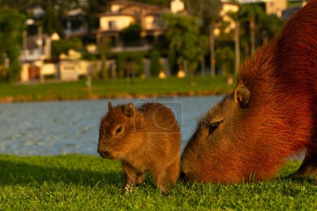 Téléchargez les photos : Capybaras dans le parc Barigui à Curitiba. - en image libre de droit