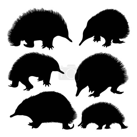 Echidna mammal animal silhouettes. Good use for symbol, logo, icon, mascot or any design you want.