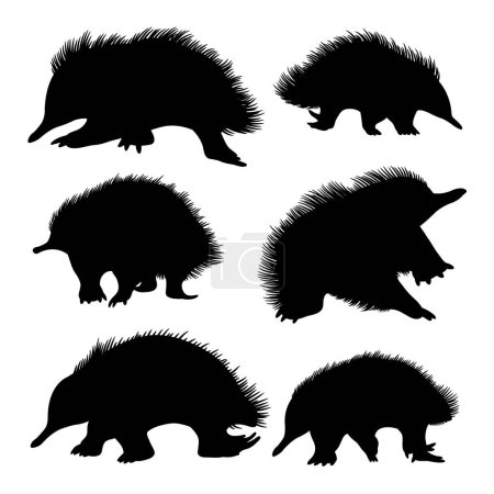 Echidna animal silhouettes. Good use for symbol, logo, icon, mascot or any design you want.