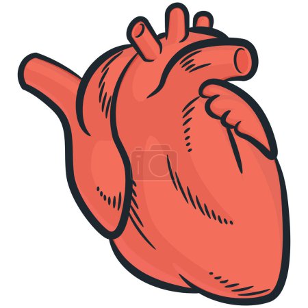 cardiovasculares