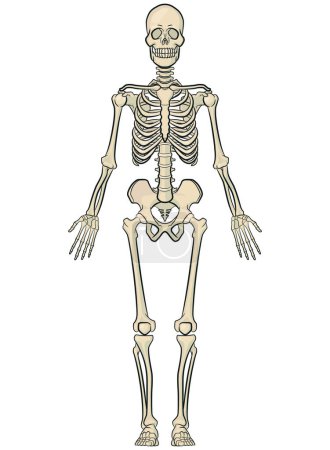 Photo for Human Body Bones Anatomy Skeleton Model - Royalty Free Image