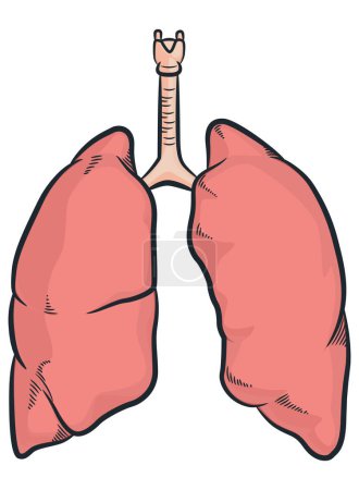 Téléchargez les photos : Poumons humains Organe Parties du corps respiratoire - en image libre de droit