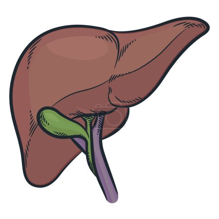 Illustration for Human Liver Organ Hepatic Digestion System - Royalty Free Image