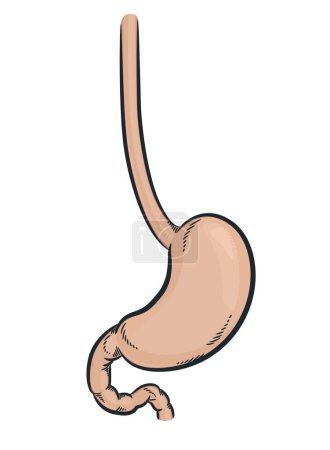 Téléchargez les photos : Estomac humain Système digestif interne Organe - en image libre de droit