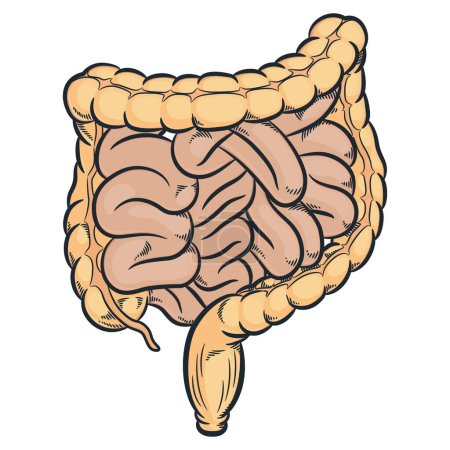 Téléchargez les photos : Intestins humains côlon digestif intestins organes - en image libre de droit