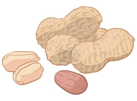 Téléchargez les photos : Peanuts Seed Arachides Pod Shell Cartoon - en image libre de droit