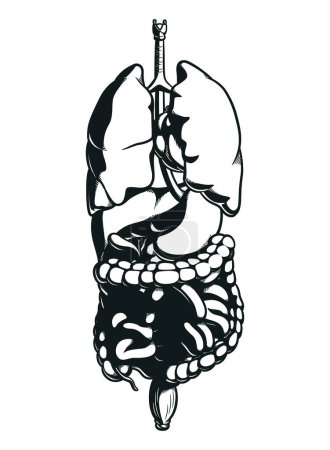 Photo for Silhouette Human Body Parts Internal Organs - Royalty Free Image