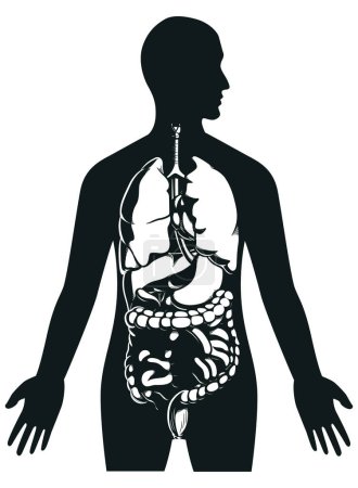 Photo for Silhouette Human Internal Organs Inside Body - Royalty Free Image