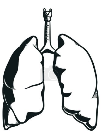Photo for Silhouette Human Lungs Respiration Anatomy Part - Royalty Free Image
