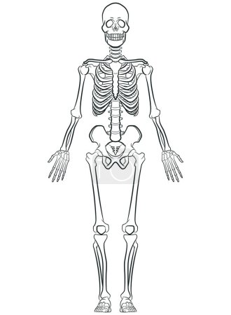 Téléchargez les photos : Croquis Biologie humaine Schéma du système squelettique - en image libre de droit