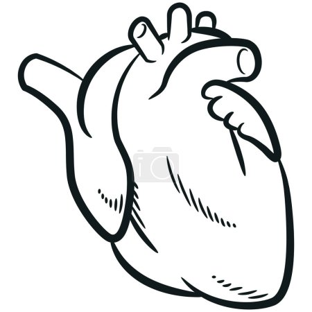 Photo for Sketch Human Heart Organ Cardiovascular Anatomy - Royalty Free Image