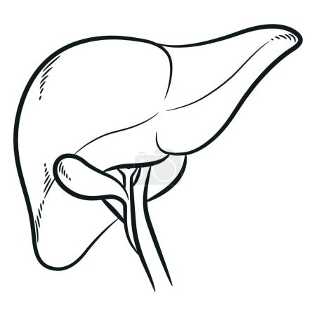 Illustration for Sketch Human Liver Digestion Bile Organ - Royalty Free Image