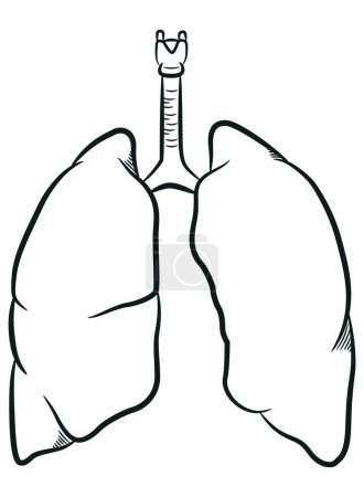 Téléchargez les photos : Croquis Poumons humains Organe respiratoire interne - en image libre de droit