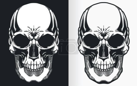 Téléchargez les photos : A silhouette contour of a human skull from front view perspective - en image libre de droit