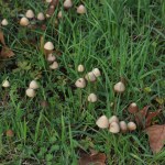 green meadow where many mushrooms grow