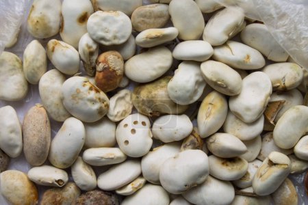 white beans spoiled by improper storage of beetle infestation