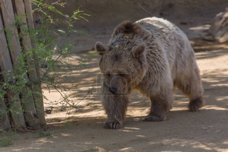 Téléchargez les photos : Vue d'un ours brun adulte expressif dans un zoo à thème, bien entretenu, grande fourrure brune... - en image libre de droit