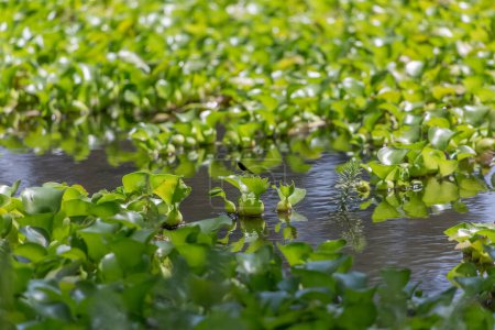 Foto de Detailed view of a hyacinth field, Wild-type Hyacinthus orientalis, an aquatic plant recognized as a river pest, black damselfly ... - Imagen libre de derechos