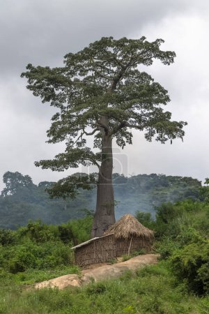 Foto de Vista de una típica casa de paja en el interior de Angola, hermoso baobab gigante y bosque tropical en el fondo... - Imagen libre de derechos