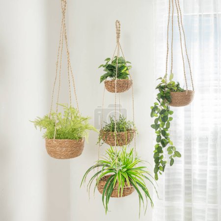 Téléchargez les photos : Paniers suspendus de plantes sont accrochés à un mur, offrant une décoration luxuriante et naturelle - en image libre de droit