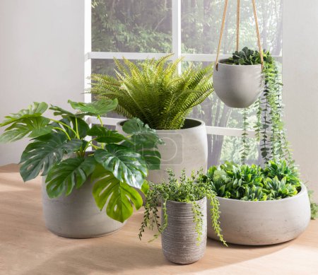 Photo for Indoor Greenery Displayed in Varied Concrete Pots Monstera, Fern, Hanging Succulent Cascade, Set on Wooden Table, Adjacent to a Window with Forested View, Nature Indoors, Illuminated by Natural Light. - Royalty Free Image
