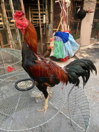 Téléchargez les photos : Coq dans le jardin d'une maison de campagne en Thaïlande. Asie - en image libre de droit