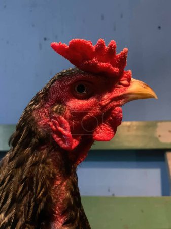Téléchargez les photos : Portrait d'un coq dans une ferme, gros plan - en image libre de droit