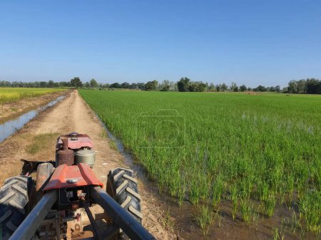 Téléchargez les photos : Agriculture en Thaïlande, rizière et tracteur avec ciel bleu - en image libre de droit
