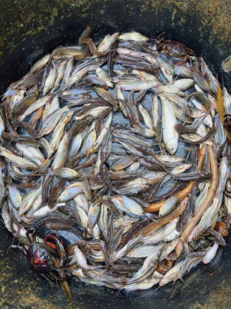 Téléchargez les photos : Poisson congelé dans un pot à vendre au marché aux poissons. - en image libre de droit
