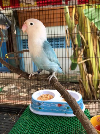 Téléchargez les photos : Beau perroquet bleu assis sur une branche dans une cage. - en image libre de droit