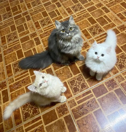 Téléchargez les photos : Trois chats assis sur un sol carrelé et regardant la caméra. - en image libre de droit