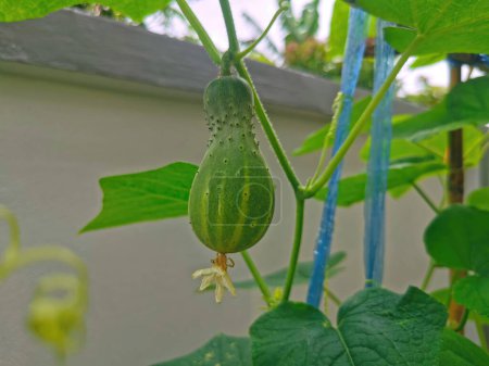 Téléchargez les photos : Concombre poussant dans le jardin sur la vigne. Gros plan. - en image libre de droit