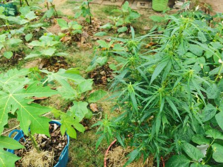 Téléchargez les photos : Plante de cannabis dans le jardin. Plantation de cannabis dans le jardin. - en image libre de droit