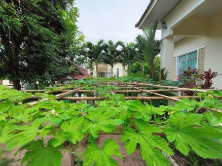 Téléchargez les photos : Feuille verte dans le jardin avec fond de maison, style thaï. - en image libre de droit