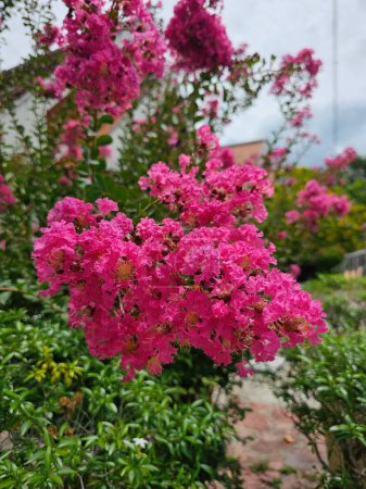 Téléchargez les photos : Fleurs roses de Lagerstroemia speciosa dans le jardin - en image libre de droit