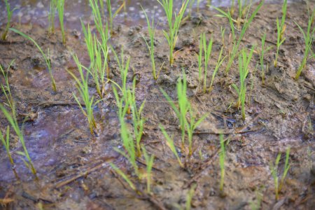 Téléchargez les photos : Semis de riz dans la rizière pendant la saison des pluies. - en image libre de droit